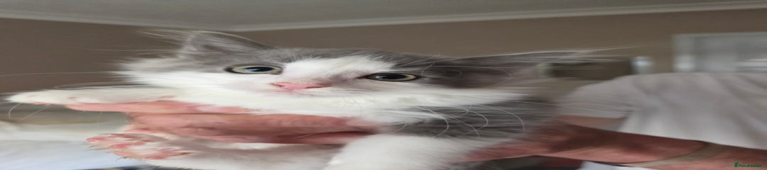 Ragdoll Kitten 4