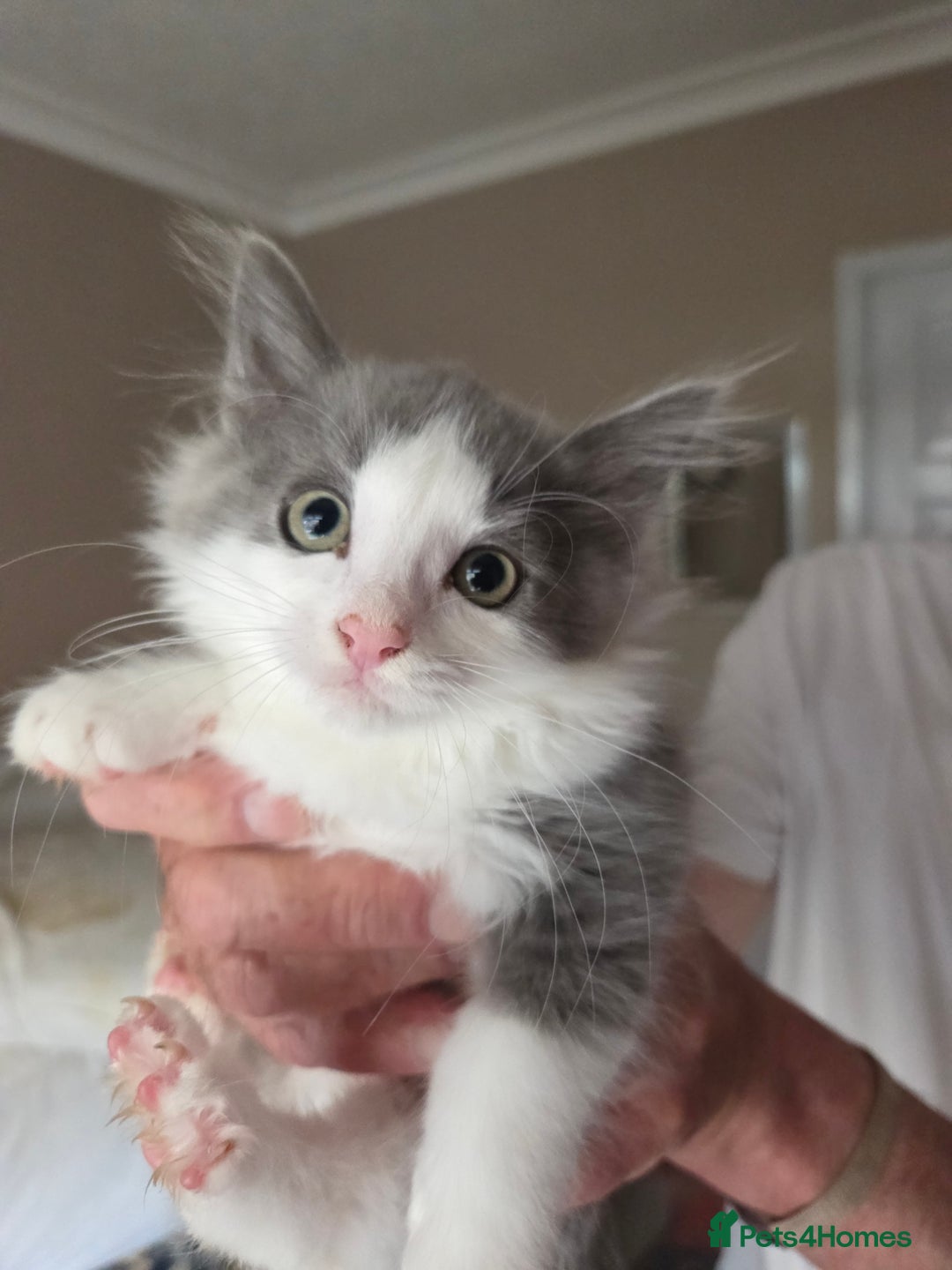 Ragdoll cats for sale: Ragdoll cross Somali kittens  - Image 8