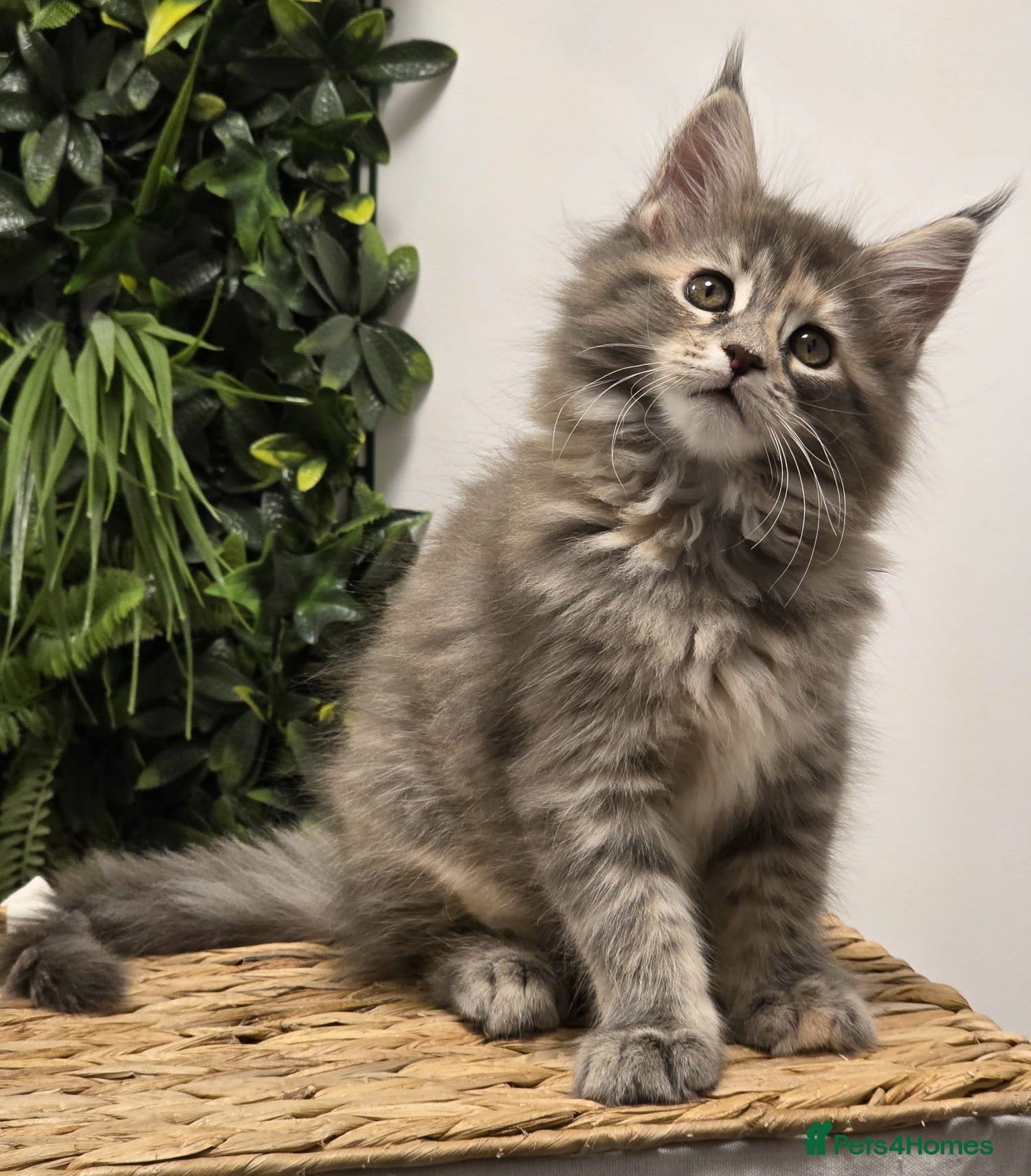 Maine Coon cats BEAUTIFUL MAINE COON KITTENS - Advert 1