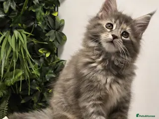 Maine Coon cats BEAUTIFUL MAINE COON KITTENS - Advert 1