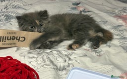 Norwegian Forest Cat cats for sale: Norwegian Forest Cat X Scottish Straight Kittens - Image 5