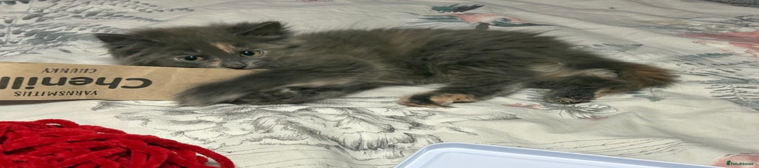 Norwegian Forest Cat Kitten 2