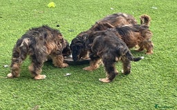 Cockapoo dogs for sale: Cuddly, cute, calm, sable Cockapoo puppies  - Image 2