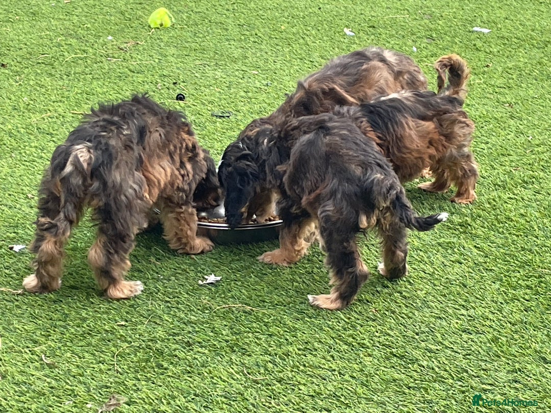 Cockapoo dogs for sale: Cuddly, cute, calm, sable Cockapoo puppies  - Image 2