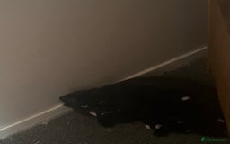 British Longhair cats for sale: 4 black and white kittens - Image 1