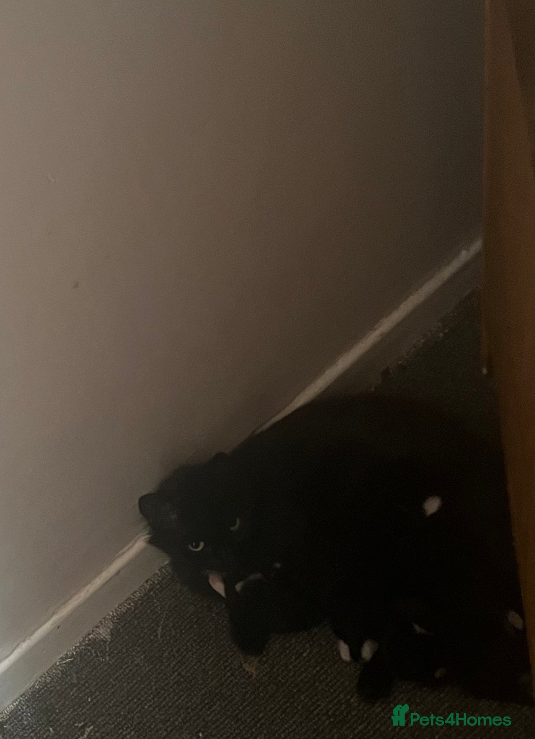 British Longhair cats for sale: 4 black and white kittens - Image 1