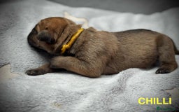 Cane Corso dogs for sale: 🐾✨ PatoSquad Kennel FCI Puppies ✨🐾 - Image 15