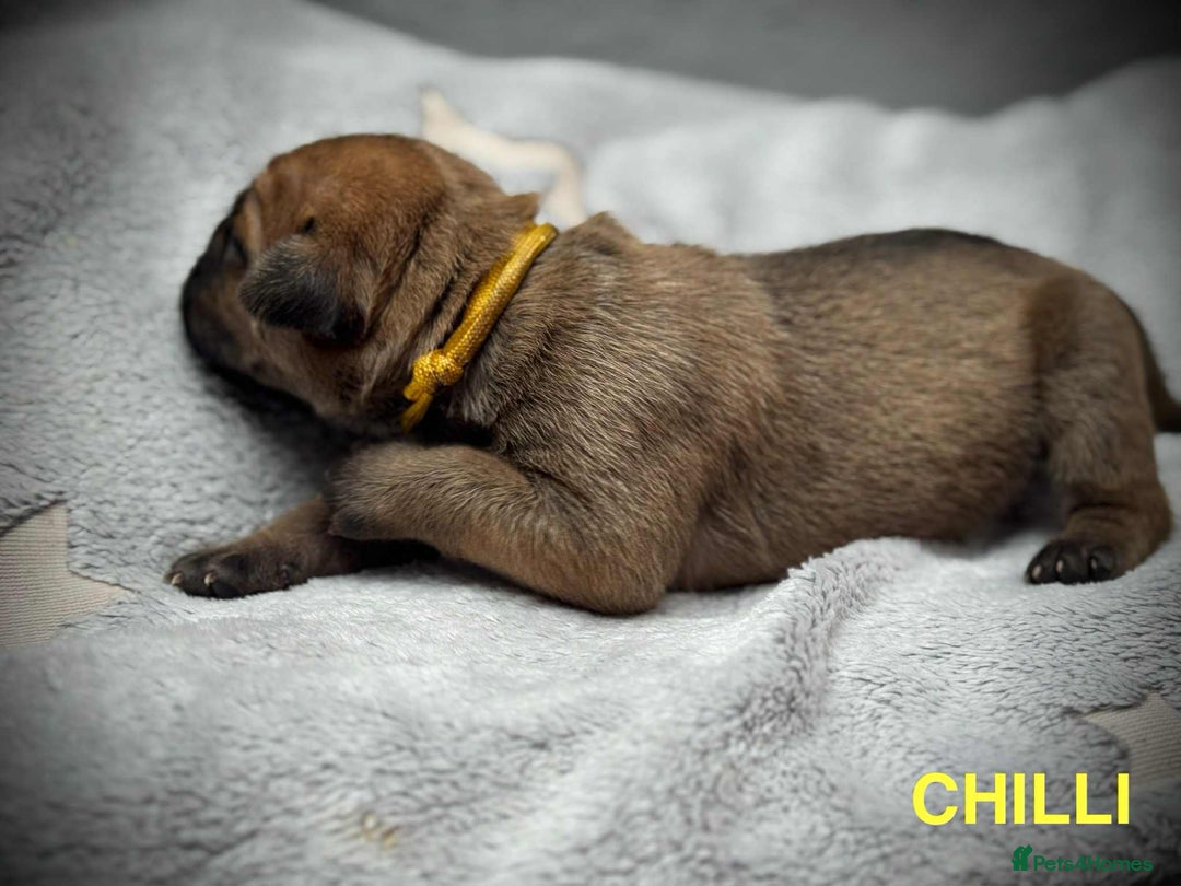 Cane Corso dogs for sale: 🐾✨ PatoSquad Kennel FCI Puppies ✨🐾 - Image 15
