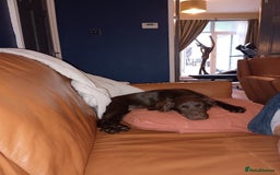 Cocker Spaniel dogs for sale: Cocker spaniel for rehoming  - Image 4