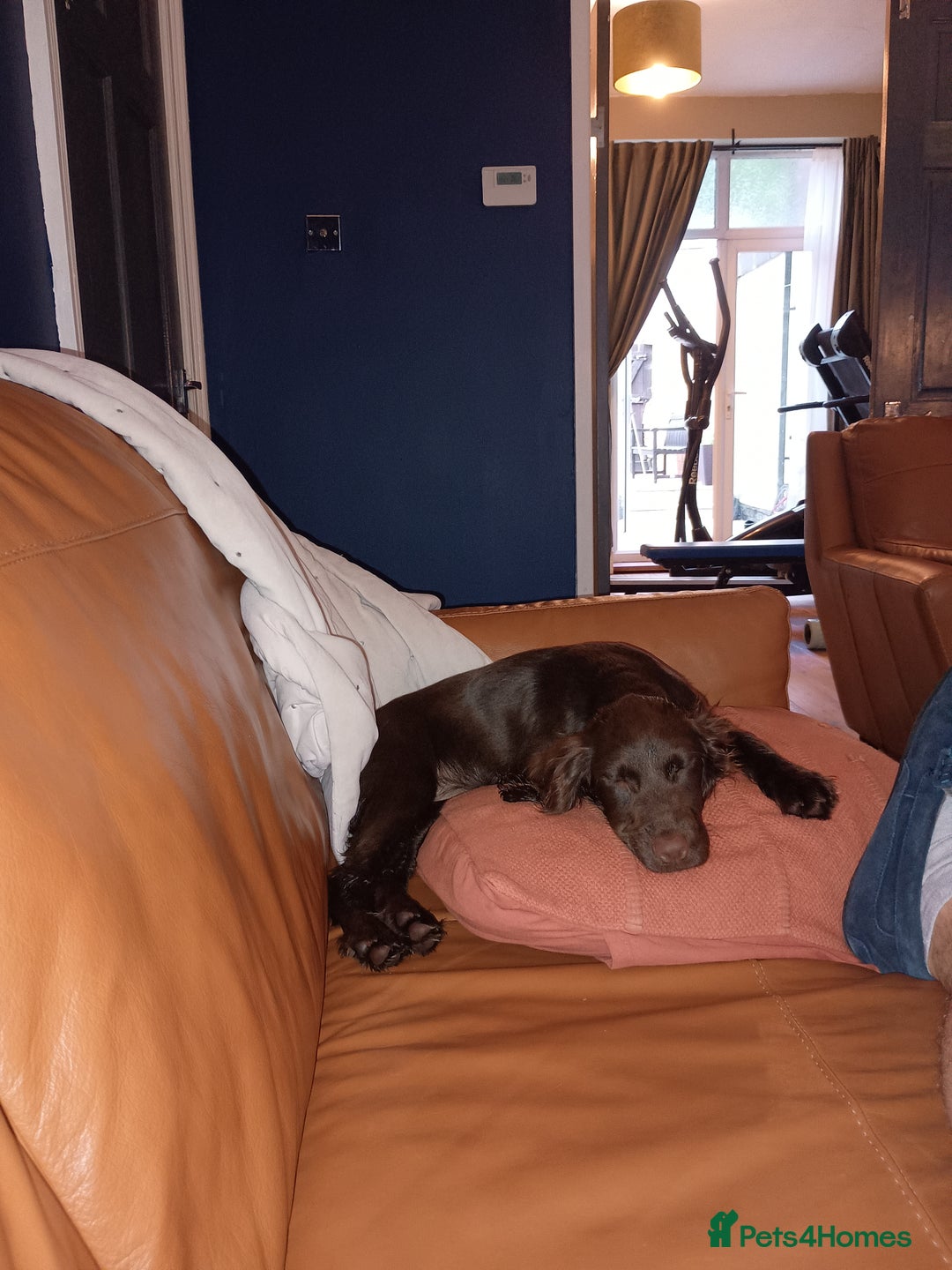 Cocker Spaniel dogs for sale: Cocker spaniel for rehoming  - Image 4