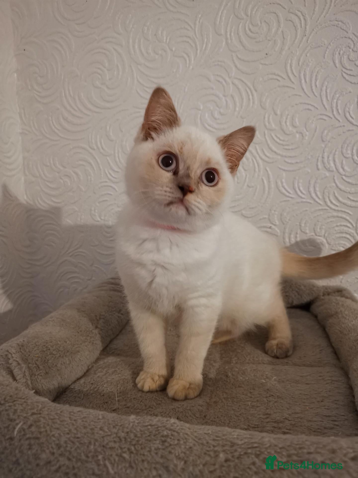British Shorthair cats Stunning pedigree British Shorthair kittens - Advert 2