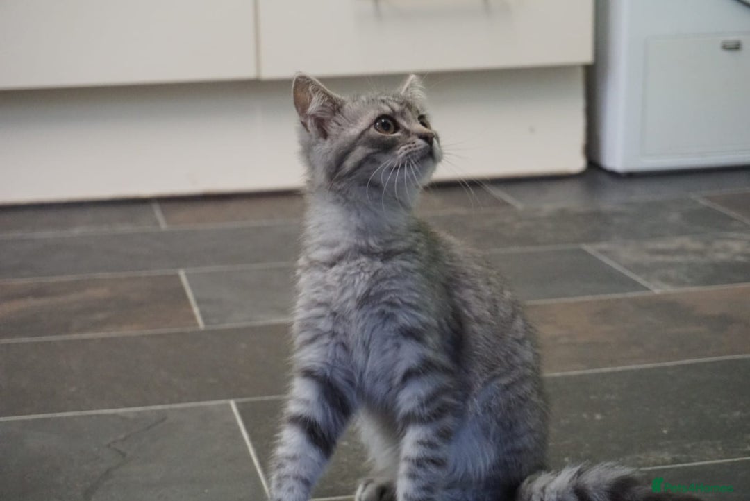 Persian cats for sale: ADORABLE RUSSIAN BLUE X PERSIAN KITTENS - Image 11