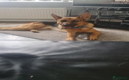 German Shepherd dogs for sale: German shepherd dog - Image 3