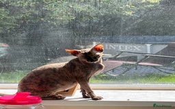 Sphynx cats for sale: tortoiseshell sphynx x Russian kittens - Advert 3
