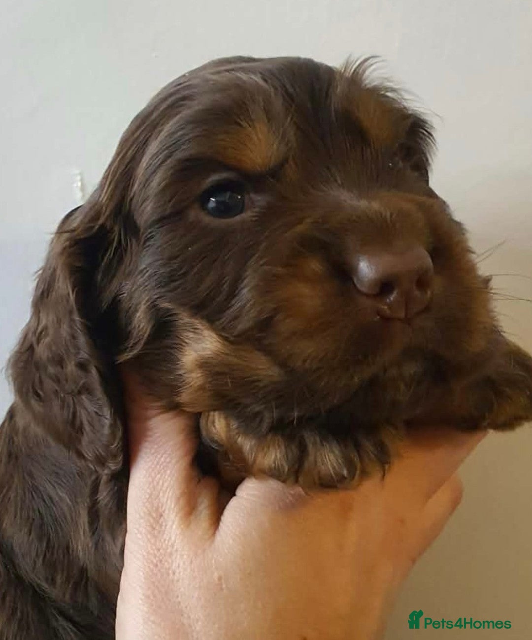 Cocker Spaniel dogs for sale: Litter of gorgeous cocker spaniel puppies  - Advert 34
