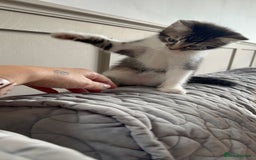 Mixed Breed cats for sale: Two lovely boys - Image 28