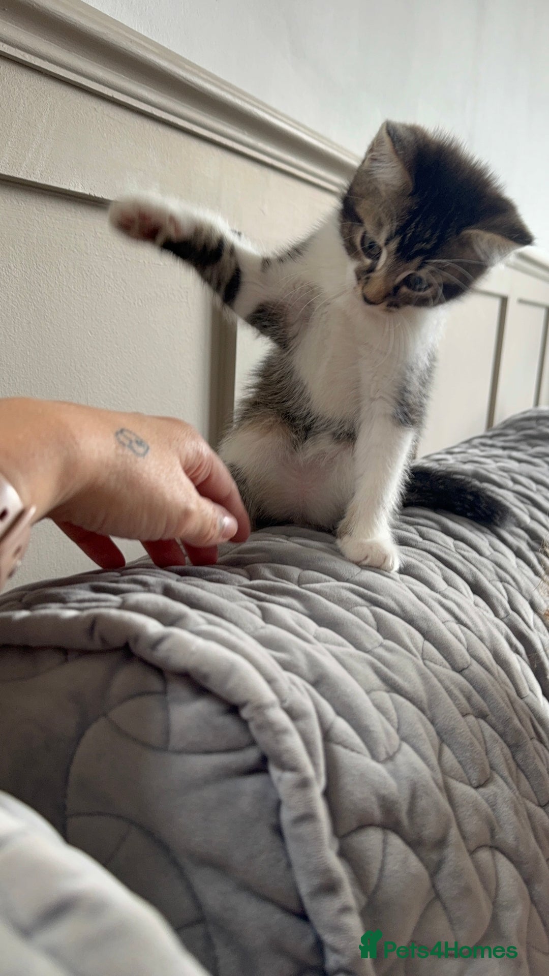 Mixed Breed cats for sale: Two lovely boys - Image 28
