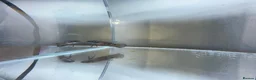 Bettas fish for sale: Betta sale!!  - Advert 14
