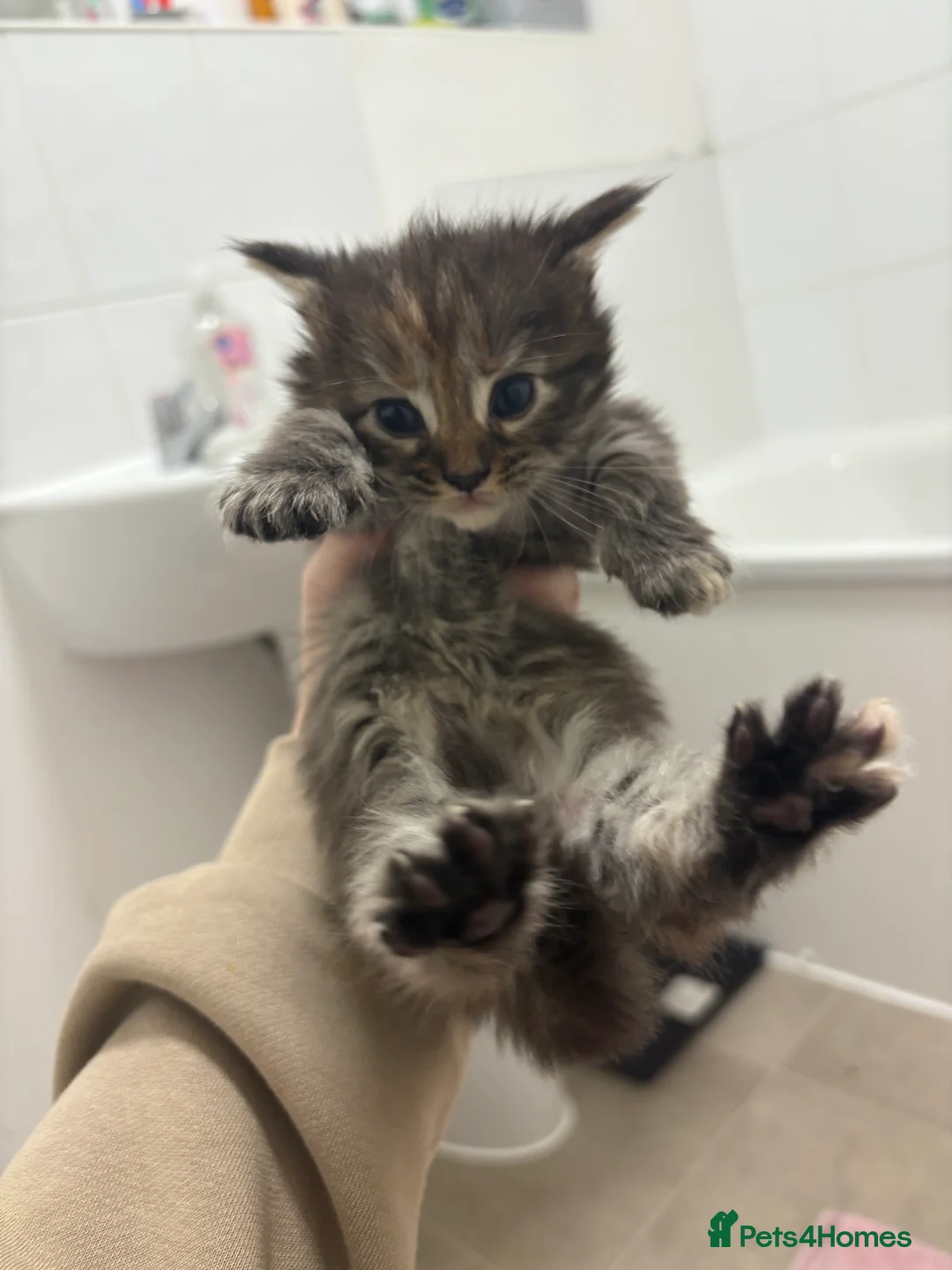 Maine Coon cats for sale: TICA registered Maine coon kittens - Advert 17