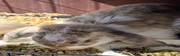 Mixed Breed rabbits for sale: 2 lovely bunnies for sale  - Advert 4