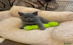 British Shorthair cats for sale: ❤️GCCF❤️ONE GIRL LEFT❤️READY❤️ BRITISH SHORTHAIR❤️ - Image 16