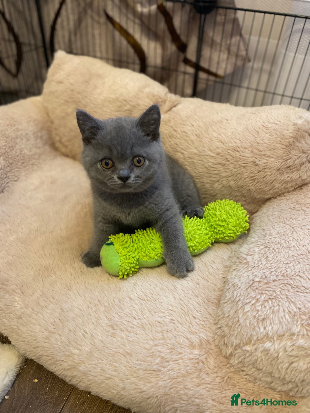British Shorthair cats for sale: ❤️GCCF❤️ONE GIRL LEFT❤️READY❤️ BRITISH SHORTHAIR❤️ - Image 16