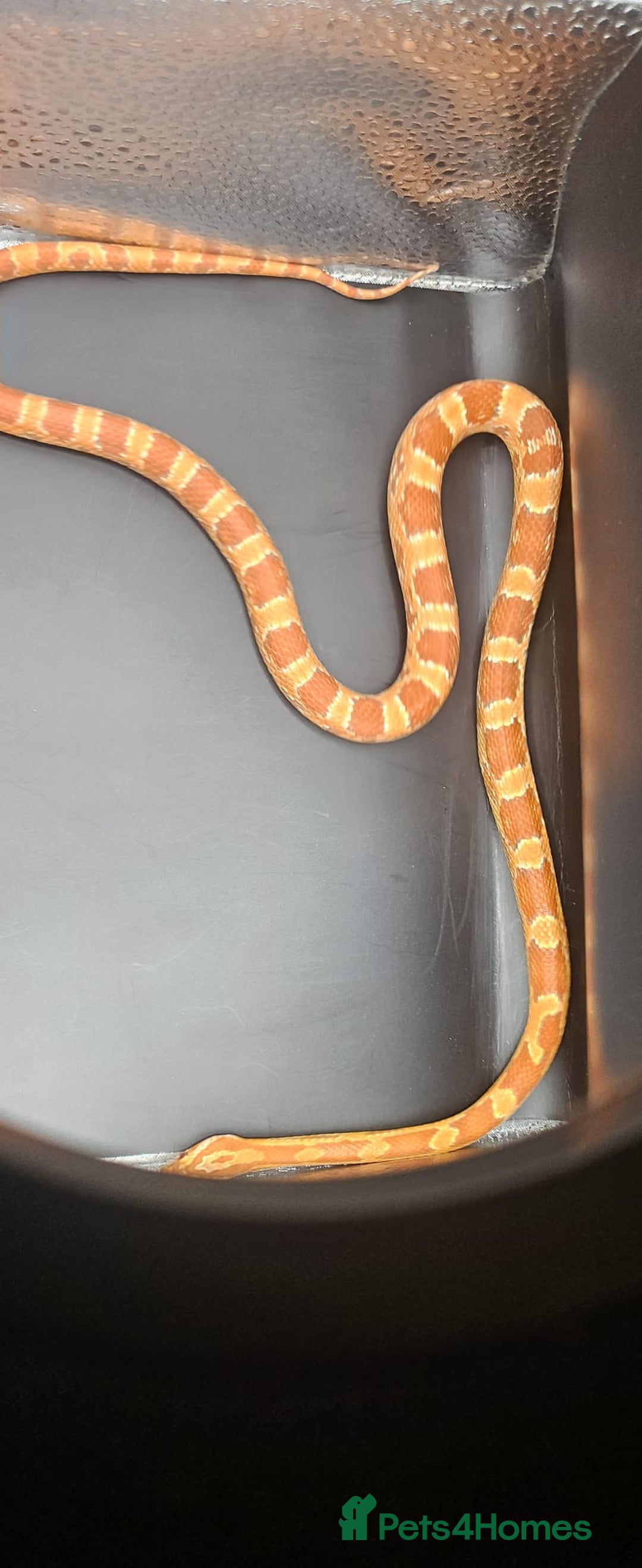 Corn Snake reptiles for sale: Baby cornsnakes for sale - Image 5