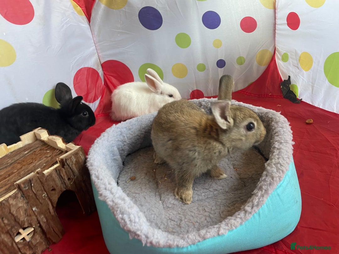 French Lop rabbits for sale: French lop mixed baby rabbits ready to go - Image 28