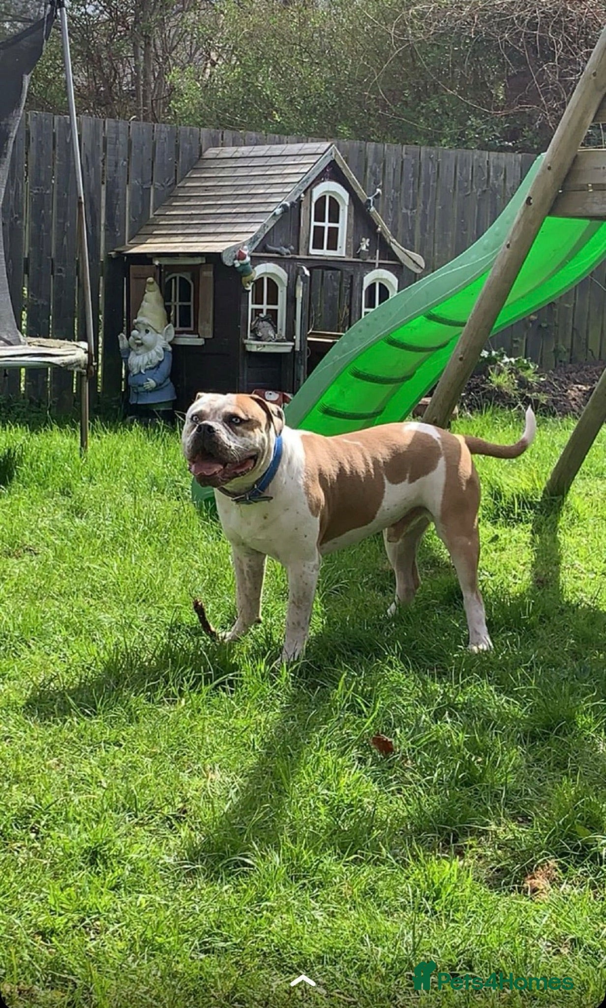 Mixed Breed dogs Pablo the American bulldog x pocket bully  - Advert 4