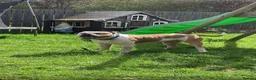 Mixed Breed dogs for sale: Pablo the American bulldog x pocket bully  - Advert 1