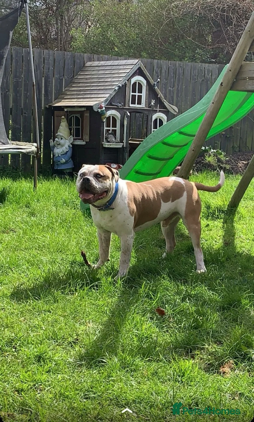 Mixed Breed dogs for sale: Pablo the American bulldog x pocket bully  - Advert 1