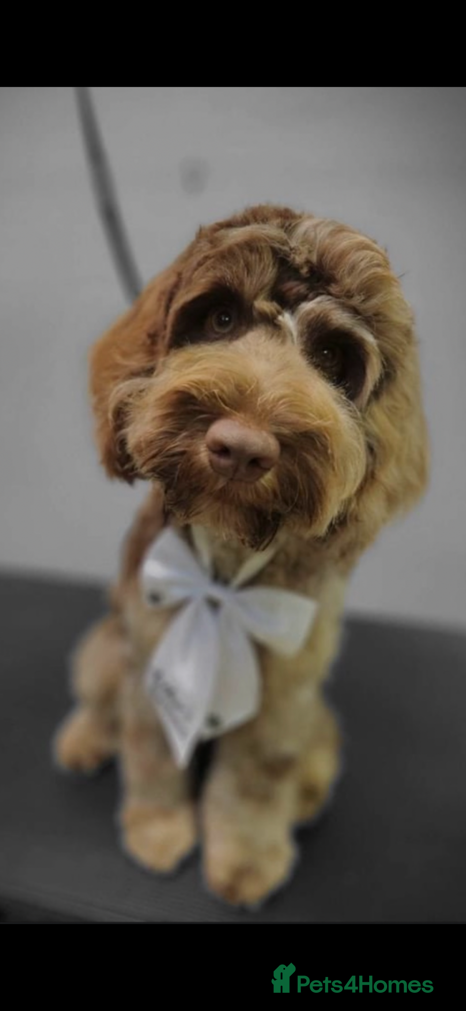 Cockapoo dogs 10 beautiful cockapoo puppies - Advert 1