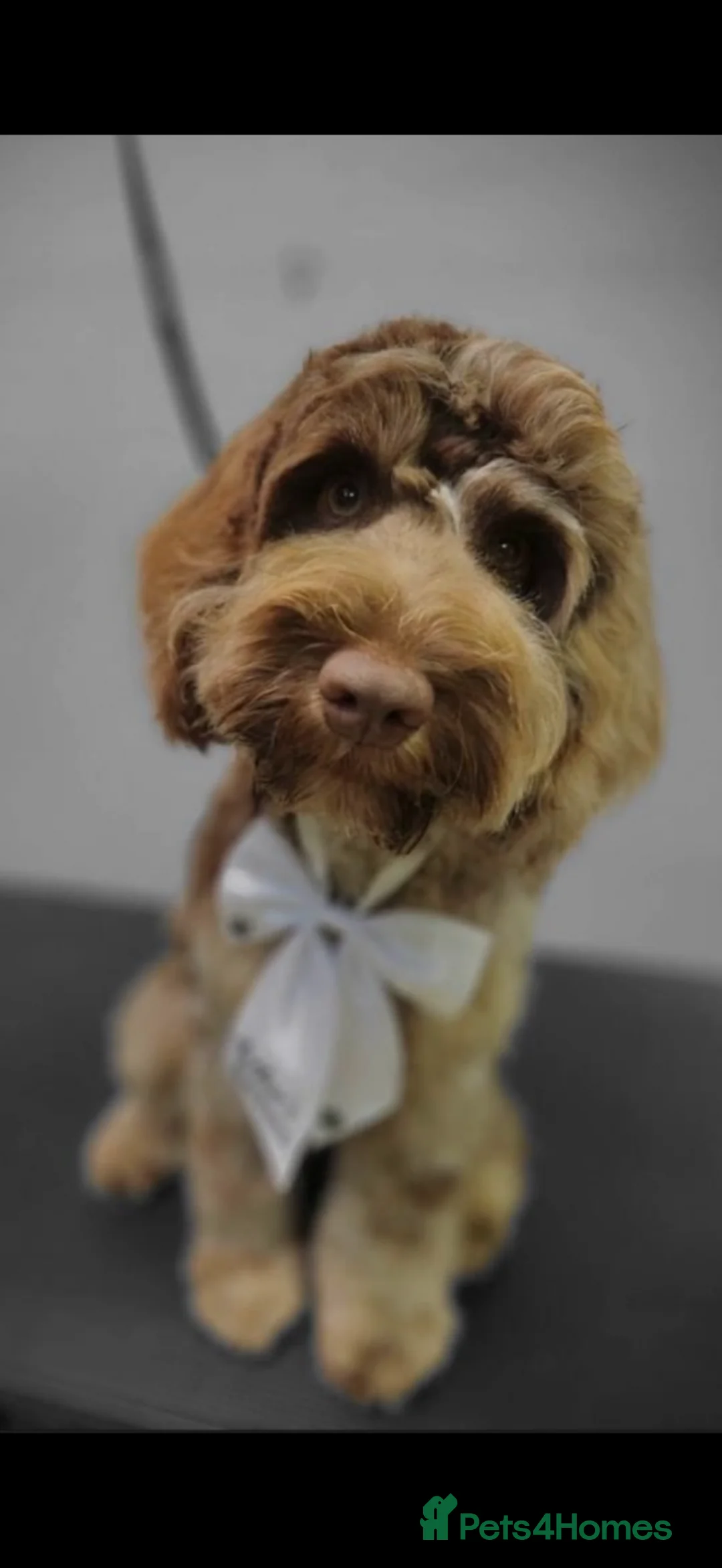 Cockapoo dogs for sale: 10 beautiful cockapoo puppies in Telford - Advert 1