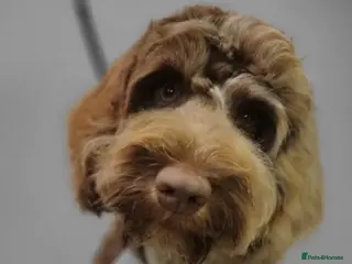 Cockapoo dogs 10 beautiful cockapoo puppies - Advert 1