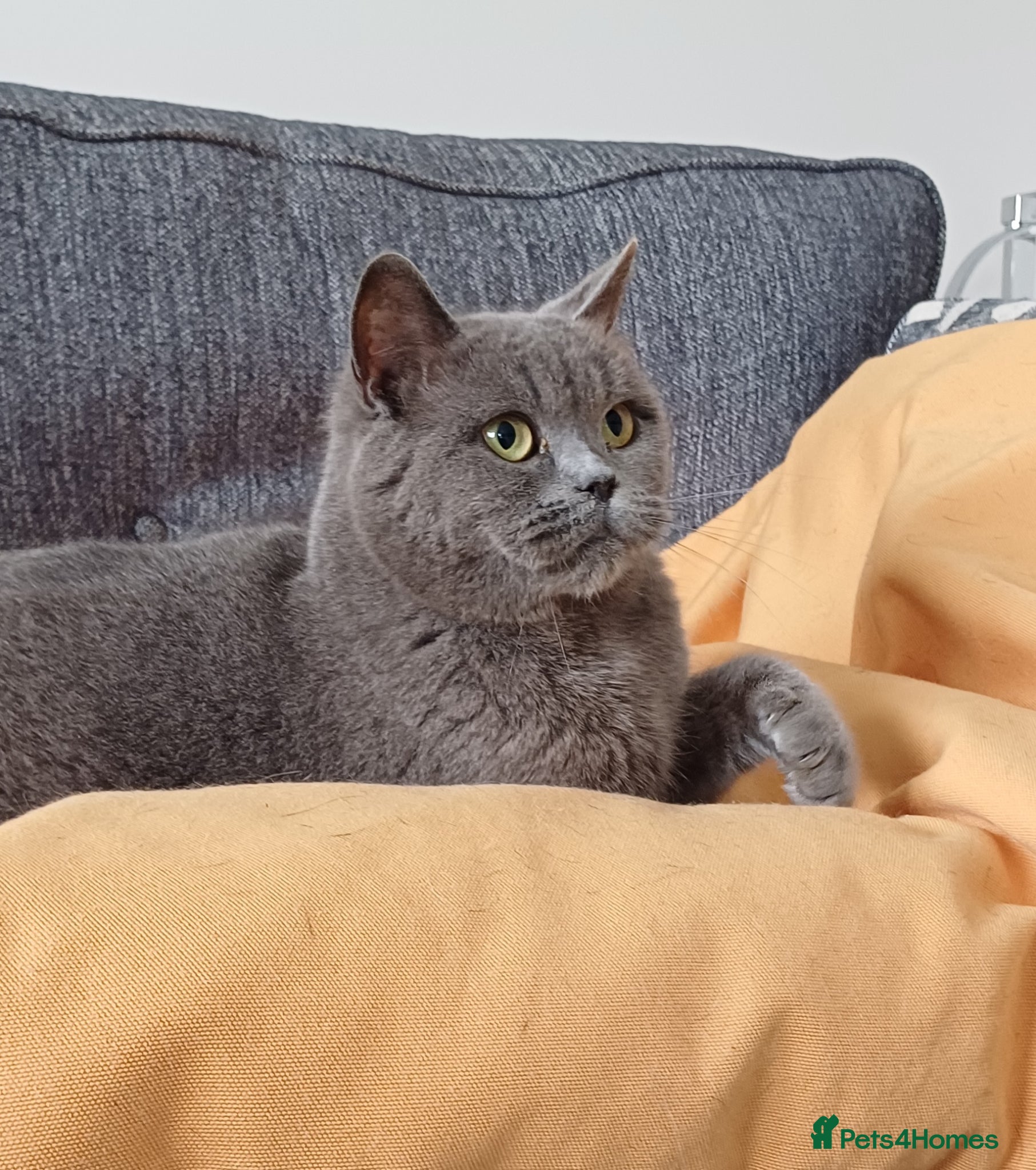 British Shorthair cats GCCF Blue Female  - Advert 1