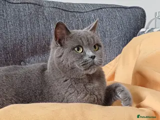 British Shorthair cats GCCF Blue Female - Advert 3
