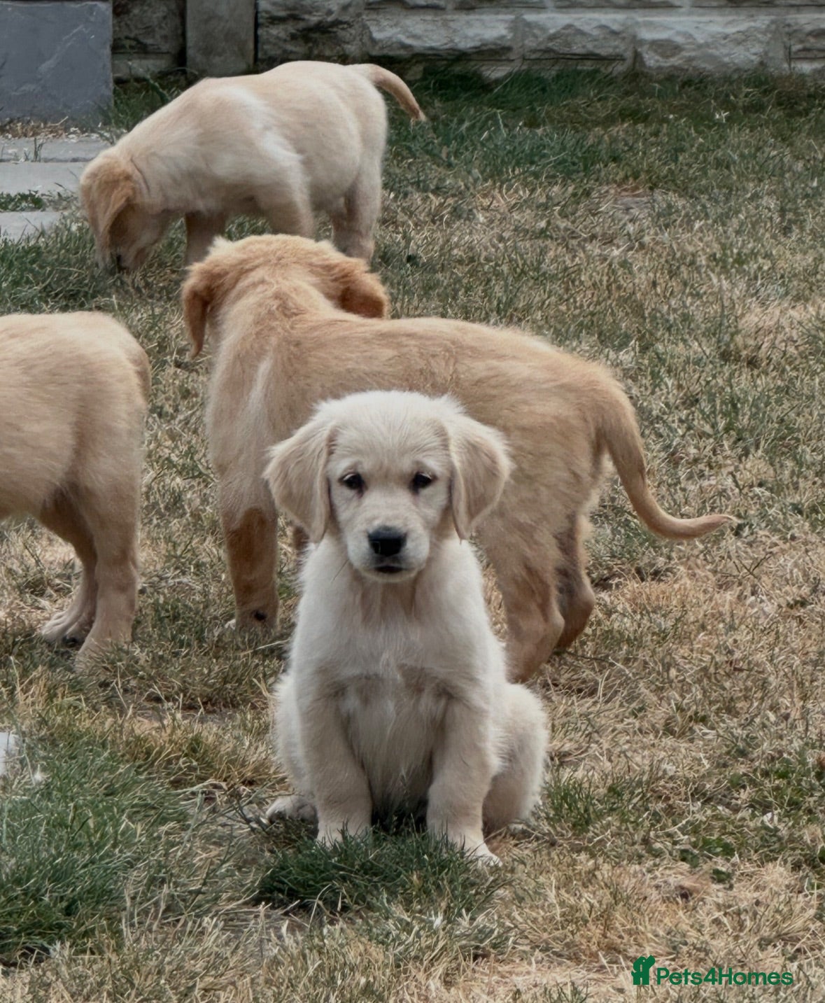 Golden Retriever dogs Stunning golden retrievers  - Advert 16