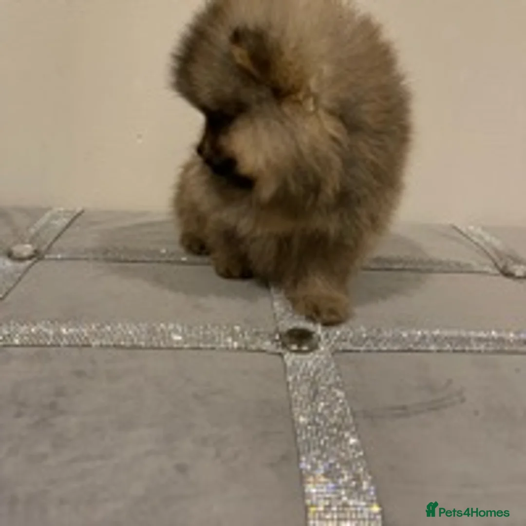 Pomeranian dogs for stud: STUNNING FENDI OPEN AT STUD 🏆CHAMPION SIRED🏆 in Grays - Advert 6