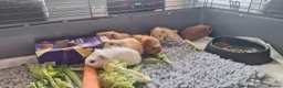 Guinea Pig rodents for sale: Beautiful baby Guinea pigs  - Advert 4