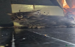 Ragdoll cats for sale: Ragdoll Kittens For Sale - Image 10