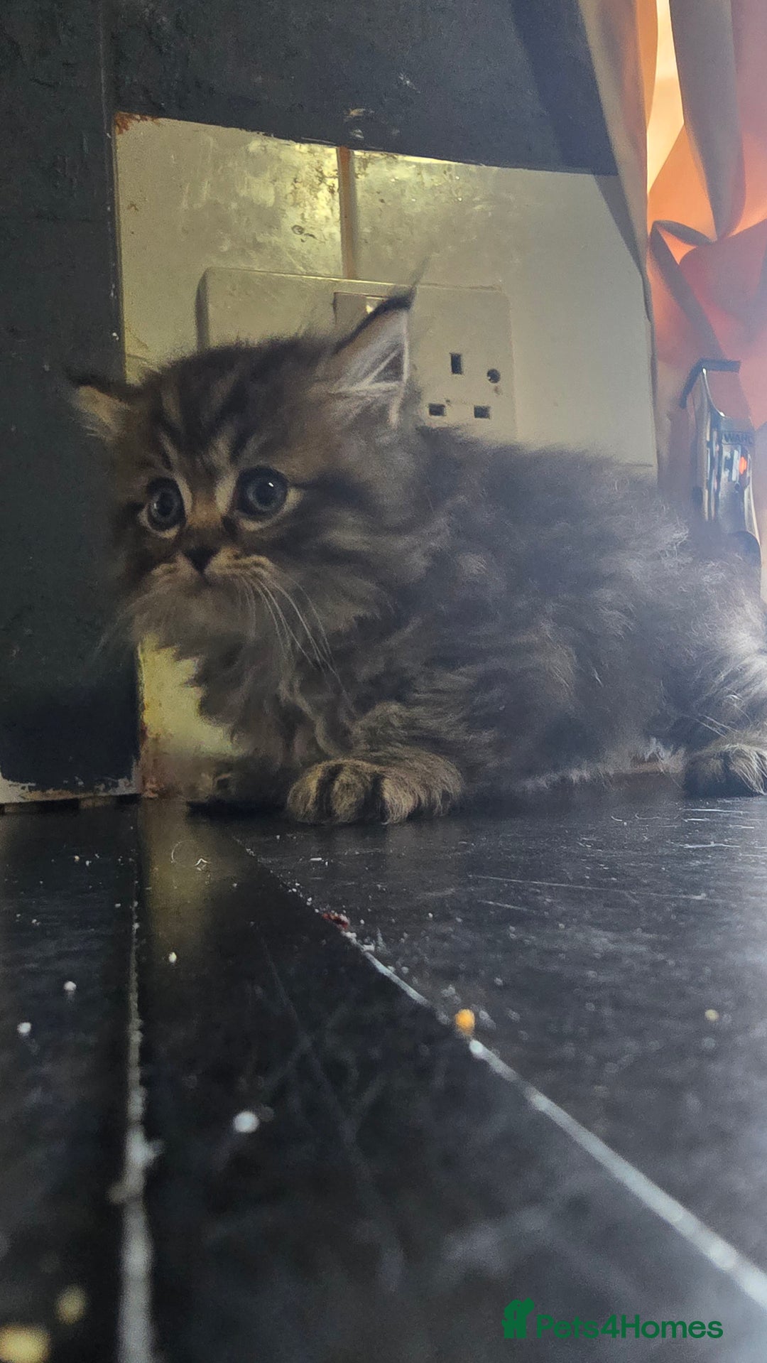 Ragdoll cats for sale: Ragdoll Kittens For Sale - Image 10