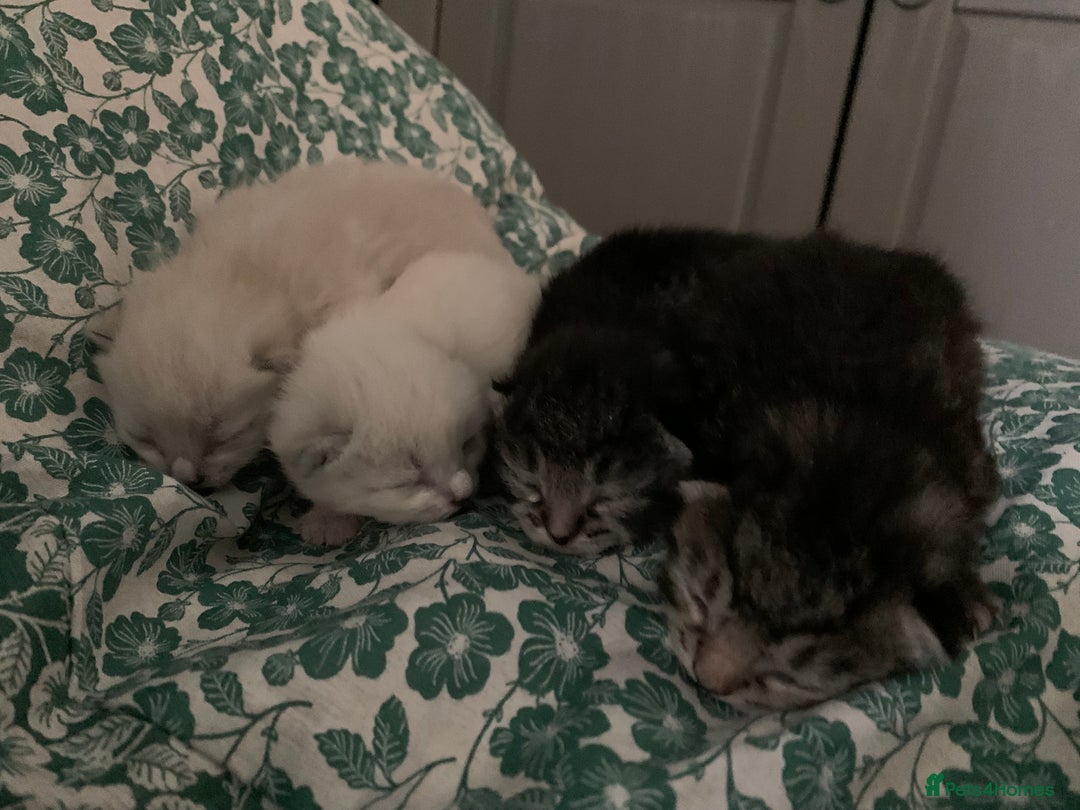 Siamese cats for sale: 🐾✨ White Siamese Maggir Became a Mum! ✨🐾 - Advert 30