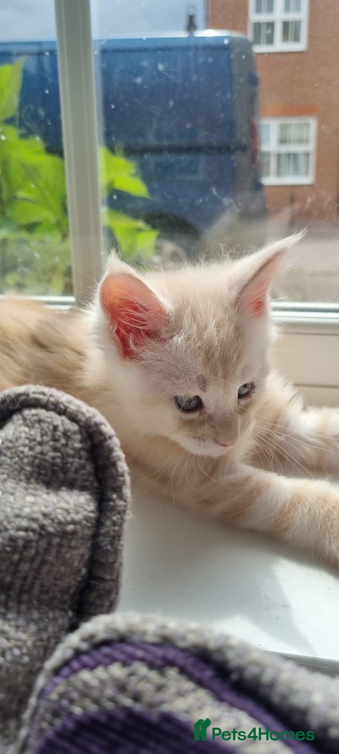 Maine Coon cats for sale: 2 Stunning Cream Pedigree Mainecoons Available  - Image 18