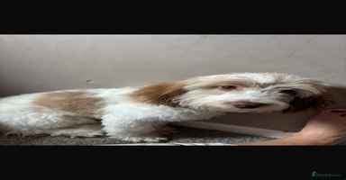 Cockapoo dogs - Advert 10