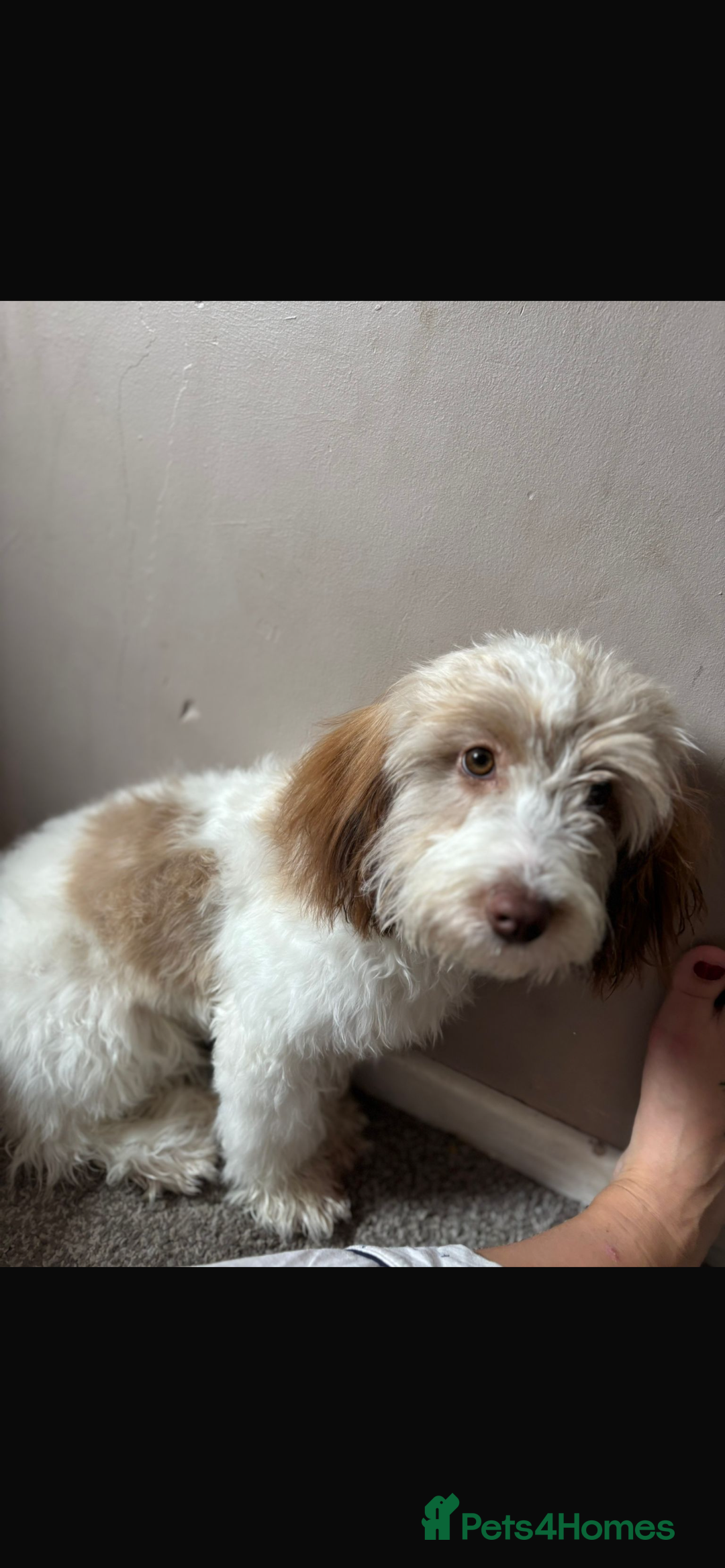 Cockapoo dogs for sale: Coco  - Image 2