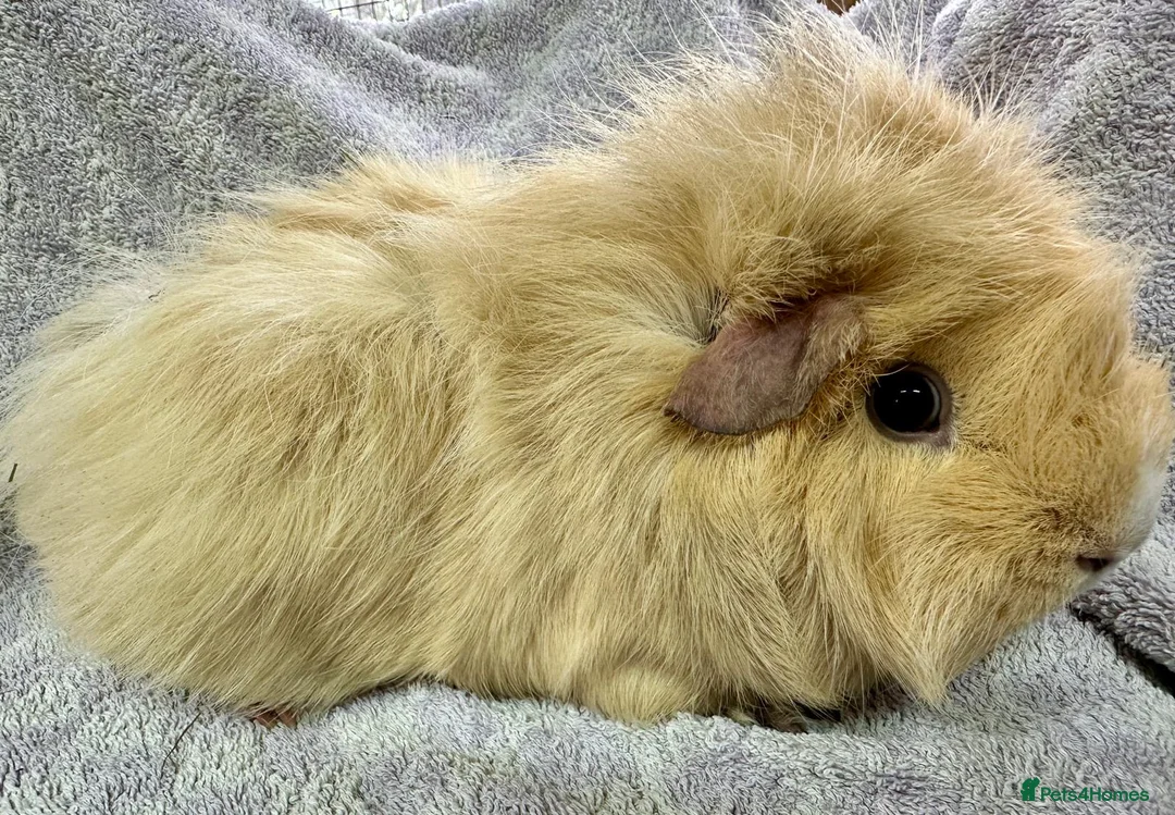 Guinea Pig rodents for sale: Various Lovely Guinea Pigs Available - Advert 2