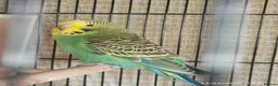 Budgerigars birds for sale: Baby Budgies boy and girl - Advert 9