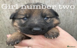 German Shepherd dogs for sale: German Shepherd puppies for sale  - Image 10