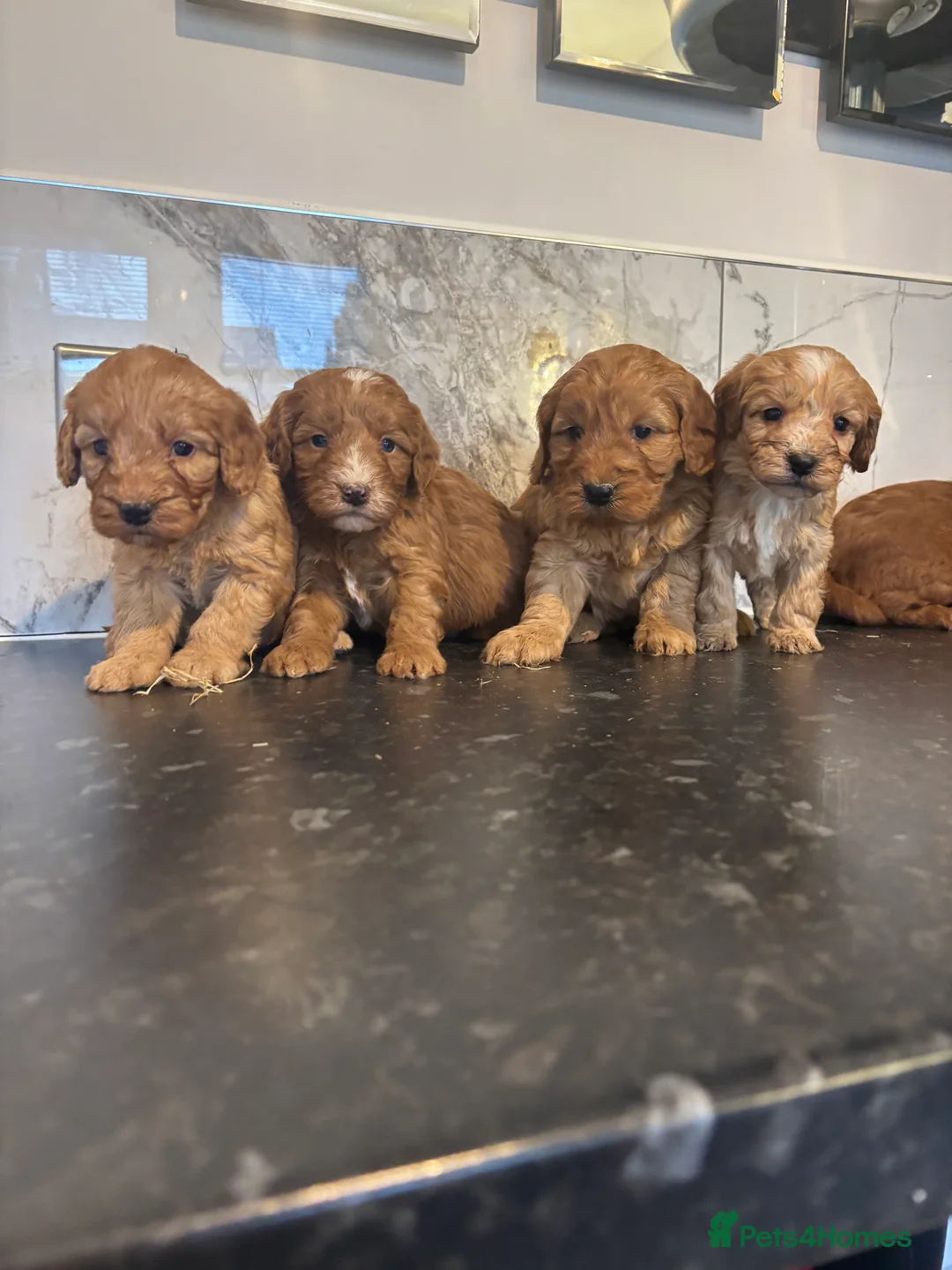 Maltipoo dogs for sale: Teddy bear maltipoo puppies (toy poodle) - Advert 9