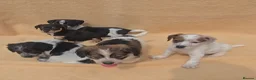 Jack Russell dogs for sale: **outstanding jack russell pups** in Poole - Advert 12